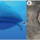 Eyes of the whale shark.